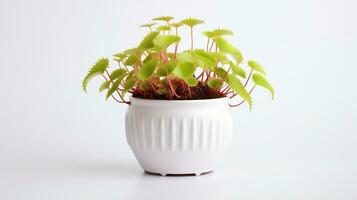 Photo of Venus Flytrap flower in pot isolated on white background. Generative AI