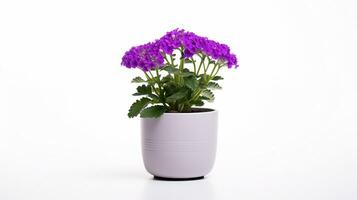 Photo of Verbena flower in pot isolated on white background. Generative AI