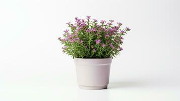 Photo of Thyme flower in pot isolated on white background. Generative AI