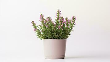 Photo of Thyme flower in pot isolated on white background. Generative AI