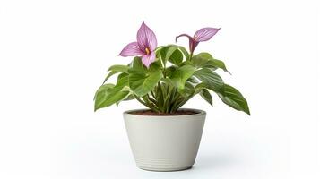 Photo of Trillium flower in pot isolated on white background. Generative AI