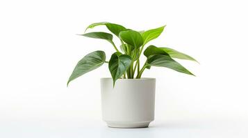 Photo of Trillium flower in pot isolated on white background. Generative AI