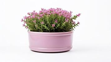 Photo of Thyme flower in pot isolated on white background. Generative AI