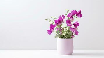 Photo of Sweet Pea flower in pot isolated on white background. Generative AI
