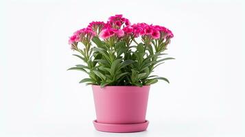 Photo of Sweet William flower in pot isolated on white background. Generative AI