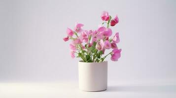 Photo of Sweet Pea flower in pot isolated on white background. Generative AI