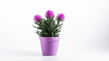 Photo of Thistle flower in pot isolated on white background. Generative AI