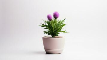 Photo of Thistle flower in pot isolated on white background. Generative AI