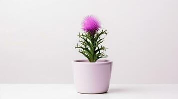 Photo of Thistle flower in pot isolated on white background. Generative AI