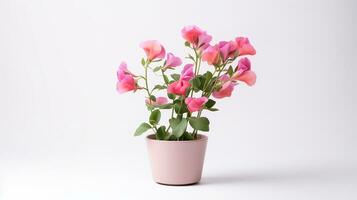 Photo of Sweet Pea flower in pot isolated on white background. Generative AI