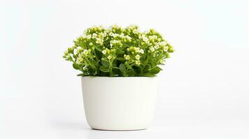 Photo of Sweet Alyssum flower in pot isolated on white background. Generative AI
