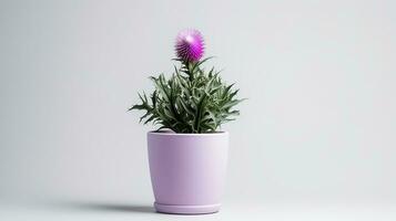 Photo of Thistle flower in pot isolated on white background. Generative AI