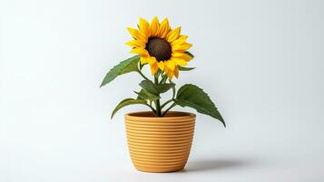 Photo of Sunflower in pot isolated on white background. Generative AI