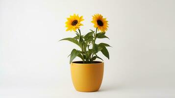 Photo of Sunflower in pot isolated on white background. Generative AI