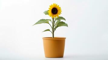 Photo of Sunflower in pot isolated on white background. Generative AI