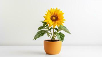 Photo of Sunflower in pot isolated on white background. Generative AI