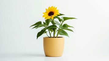 Photo of Sunflower in pot isolated on white background. Generative AI