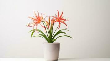 Photo of Spider Lily flower in pot isolated on white background. Generative AI