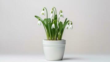 Photo of Snowdrop flower in pot isolated on white background. Generative AI