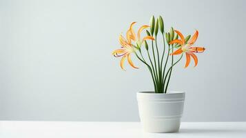 Photo of Spider Lily flower in pot isolated on white background. Generative AI