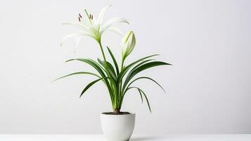 Photo of Spider Lily flower in pot isolated on white background. Generative AI