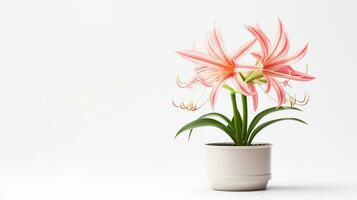Photo of Spider Lily flower in pot isolated on white background. Generative AI