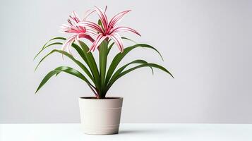 Photo of Spider Lily flower in pot isolated on white background. Generative AI