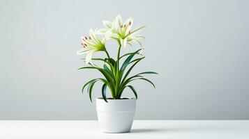 Photo of Spider Lily flower in pot isolated on white background. Generative AI
