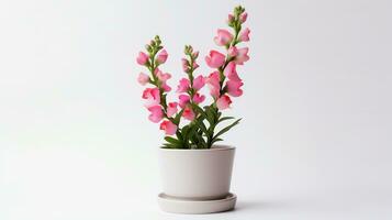 Photo of Snapdragon flower in pot isolated on white background. Generative AI