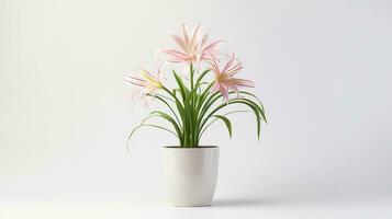 Photo of Spider Lily flower in pot isolated on white background. Generative AI