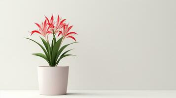 Photo of Spider Lily flower in pot isolated on white background. Generative AI