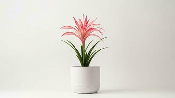 Photo of Spider Lily flower in pot isolated on white background. Generative AI