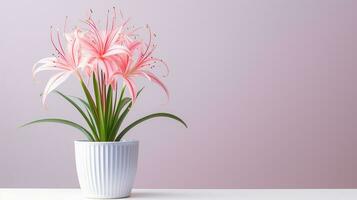 Photo of Spider Lily flower in pot isolated on white background. Generative AI