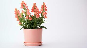 Photo of Snapdragon flower in pot isolated on white background. Generative AI