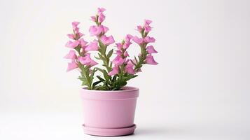 Photo of Snapdragon flower in pot isolated on white background. Generative AI