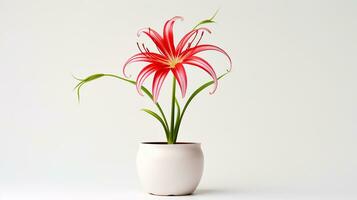 Photo of Spider Lily flower in pot isolated on white background. Generative AI
