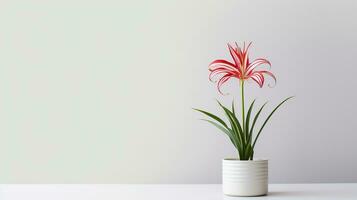 Photo of Spider Lily flower in pot isolated on white background. Generative AI