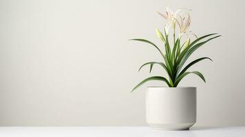 Photo of Spider Lily flower in pot isolated on white background. Generative AI