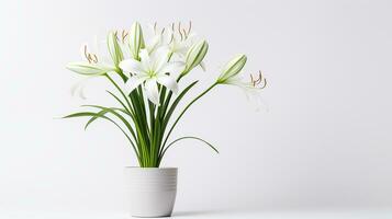 Photo of Spider Lily flower in pot isolated on white background. Generative AI