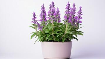 Photo of Salvia flower in pot isolated on white background. Generative AI