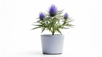 Photo of Sea Holly flower in pot isolated on white background. Generative AI