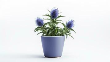 Photo of Sea Holly flower in pot isolated on white background. Generative AI