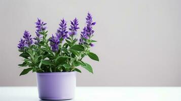 Photo of Salvia flower in pot isolated on white background. Generative AI
