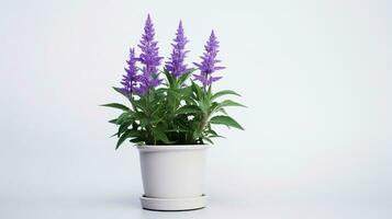 Photo of Salvia flower in pot isolated on white background. Generative AI