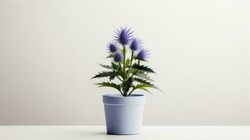 Photo of Sea Holly flower in pot isolated on white background. Generative AI