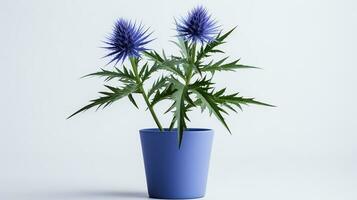 Photo of Sea Holly flower in pot isolated on white background. Generative AI