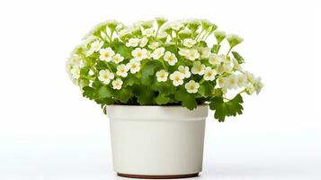 Photo of Saxifrage flower in pot isolated on white background. Generative AI
