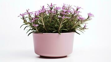 Photo of Rosemary flower in pot isolated on white background. Generative AI