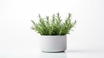 Photo of Rosemary flower in pot isolated on white background. Generative AI