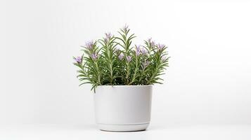 Photo of Rosemary flower in pot isolated on white background. Generative AI